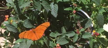 Butterflies and Wildflowers – Spring Blooms in the Sonoran Desert