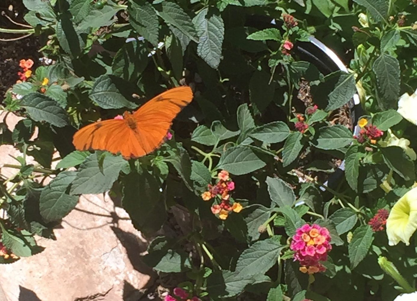 Butterflies and Wildflowers – Spring Blooms in the Sonoran Desert