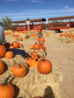 Autumn in AZ – Pumpkin Patch Season Has Arrived!
