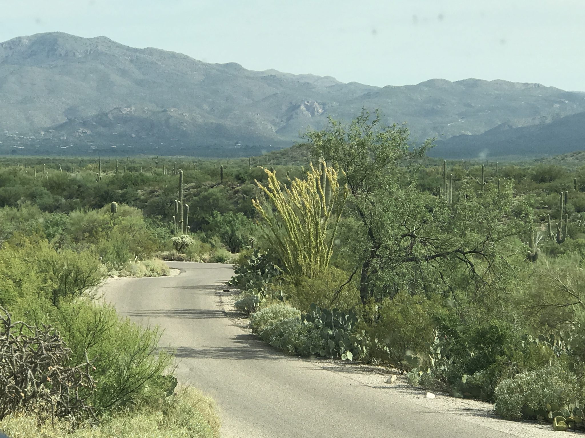 Summer Road Trip Arizona: Travel Tips for Heading North with Your Kids