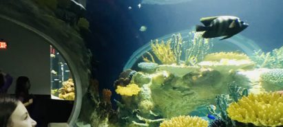 Water, Water Everywhere – Aquariums in the Sonoran Desert